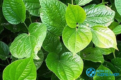 Bài thuốc chữa đau lưng từ lá lốt Bài thuốc chữa đau lưng từ lá lốt