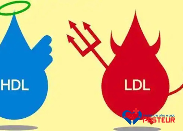 HDL và LDL là gì?