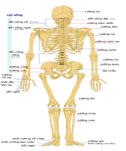 Cấu trúc của hệ xương